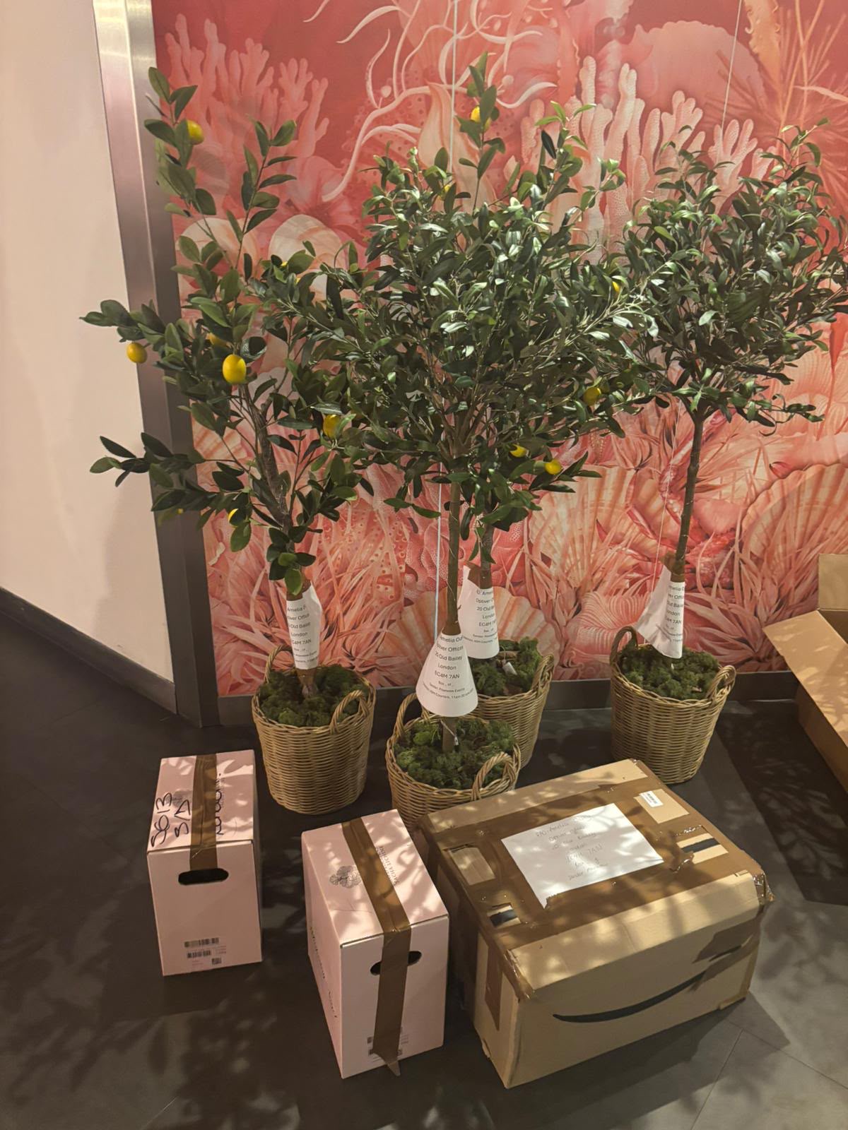 Potted plants and boxed items ready for collection